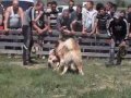 Волчёк-Абас 29.05.2012 - combattimento tra cani