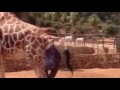 Parto in diretta di una giraffa allo Zoo Safari di Fasano