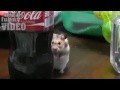 Animals Funny Video - Creepy Stalker Hamster