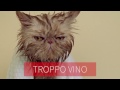 I gatti leccano di tutto!