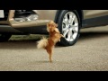 Trixie, il cane che balla dentro una Ford