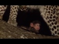 Sorprendente Reazione di un Leopardo quando Scopre il Cucciolo della sua Preda