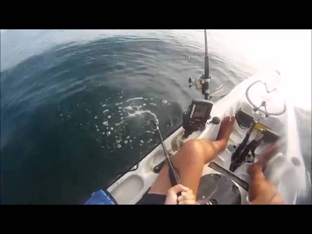Squalo Sorprende Il Pescatore Sulla Canoa