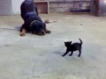 Gatto vs. Rottweiler: 1 a 0