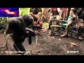 Scimpanze spara a soldati africani
