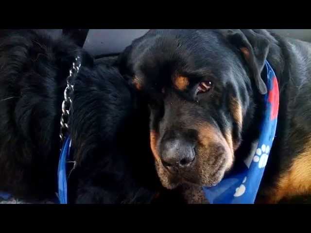 Rottweiler piange per la morte del fratello