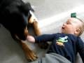 Rottweiler attacca bambino indifeso