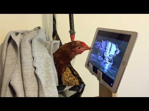 Gallina guarda i documentari sugli animali alla TV