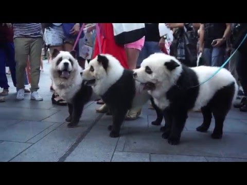 I cani panda, la nuova razza creata in Cina