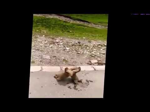 Rissa tra scoiattoli a bordo strada in Cina
