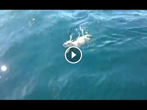 Napoli - Salvataggio di un cane in mare